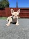 French Bulldog Puppies for sale in Sacramento, CA, USA. price: $2,000