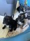 French Bulldog Puppies for sale in Albany, NY, USA. price: NA