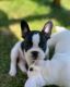 French Bulldog Puppies for sale in Peoria, IL, USA. price: $2,500