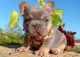 French Bulldog Puppies for sale in 6607 Cove Creek Dr, Billings, MT 59106, USA. price: $1,000