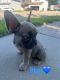 French Bulldog Puppies for sale in Roy, UT 84067, USA. price: $3,500