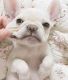 French Bulldog Puppies for sale in Lubbock, TX, USA. price: $650