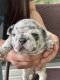 French Bulldog Puppies for sale in Philadelphia, PA 19116, USA. price: $3,000