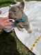 French Bulldog Puppies for sale in Union Square, New York, NY 10003, USA. price: $1,400
