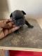 French Bulldog Puppies for sale in Victorville, CA 92392, USA. price: $4,000