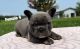 French Bulldog Puppies for sale in St Clair, MI 48079, USA. price: $1,800