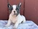 French Bulldog Puppies for sale in St Clair, MI 48079, USA. price: $2,300
