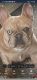 French Bulldog Puppies for sale in Kalispell, MT 59901, USA. price: $2,509