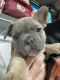 French Bulldog Puppies for sale in Utah Park, Aurora, CO 80012, USA. price: $1,800