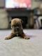 French Bulldog Puppies for sale in San Francisco Bay Area, CA, USA. price: $3,000