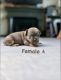 French Bulldog Puppies for sale in San Francisco Bay Area, CA, USA. price: $3,000