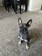 French Bulldog Puppies for sale in Vacaville, CA, USA. price: $2,500