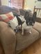 French Bulldog Puppies for sale in Topeka, KS, USA. price: $1,200