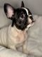 French Bulldog Puppies for sale in Grand Prairie, TX 75050, USA. price: NA