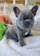 French Bulldog Puppies for sale in New York, NY 10013, USA. price: $900