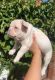 French Bulldog Puppies for sale in New York, NY 10080, USA. price: $1,000