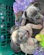 French Bulldog Puppies for sale in 350 Manhattan Ave, New York, NY 10026, USA. price: NA