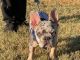French Bulldog Puppies for sale in Junction City, KS 66441, USA. price: $3,500