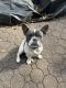 French Bulldog Puppies for sale in Bloomfield, NJ, USA. price: $3,000