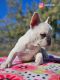 French Bulldog Puppies for sale in West Point, UT, USA. price: $4,000