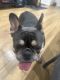 French Bulldog Puppies for sale in Hayward, CA, USA. price: $2,000