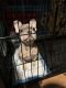 French Bulldog Puppies for sale in Manhattan, New York, NY, USA. price: $5,000