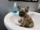 French Bulldog Puppies for sale in Rochester, NY, USA. price: $3,500