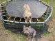 French Bulldog Puppies for sale in Rochester, NY, USA. price: $5,000