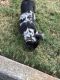 French Bulldog Puppies for sale in Lawrenceville, GA, USA. price: $1,800