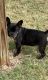French Bulldog Puppies for sale in Lawrenceville, GA, USA. price: $1,800