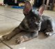 French Bulldog Puppies for sale in Woodbridge Township, NJ, USA. price: $3,000