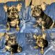 French Bulldog Puppies for sale in Fremont, CA, USA. price: $1,000