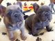 French Bulldog Puppies for sale in Hardin, MT 59034, USA. price: $500
