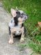 French Bulldog Puppies for sale in Sacramento, CA 95833, USA. price: $3,000