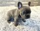 French Bulldog Puppies for sale in Richland, MI 49083, USA. price: $3,500