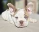 French Bulldog Puppies for sale in Sacramento, CA, USA. price: $5,000