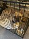 French Bulldog Puppies for sale in Chicago, IL, USA. price: $2,000