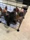 French Bulldog Puppies for sale in Ringgold, GA 30736, USA. price: $4,000