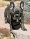 French Bulldog Puppies for sale in West Orange, NJ 07052, USA. price: $3,000