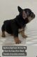 French Bulldog Puppies for sale in Kansas City, KS, USA. price: $3,000