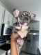 French Bulldog Puppies for sale in Kissimmee, FL 34744, USA. price: $500