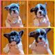 French Bulldog Puppies for sale in Brooklyn, NY, USA. price: $2,000