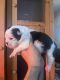 French Bulldog Puppies for sale in Canarsie, Brooklyn, NY, USA. price: $8,495