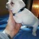 French Bulldog Puppies for sale in Orlando, FL, USA. price: $1,100
