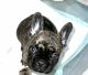 French Bulldog Puppies for sale in McAllen, TX, USA. price: $2,000