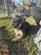 French Bulldog Puppies for sale in Pensacola Beach, FL, USA. price: $1,500