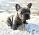 French Bulldog Puppies for sale in Richland, MI 49083, USA. price: $2,500