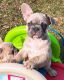 French Bulldog Puppies for sale in Gulf Breeze, FL, USA. price: $4,000