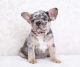 French Bulldog Puppies for sale in 37 Bowdoin St, Lawrence, MA 01843, USA. price: NA
