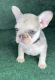 French Bulldog Puppies for sale in Miami, FL, USA. price: $3,000